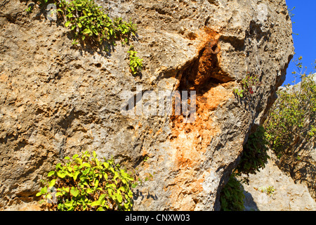 Orientale picchio muratore di roccia (Sitta tephronota), rock con foro di nesting, Turchia, Silifke, Ucuncaburc Foto Stock