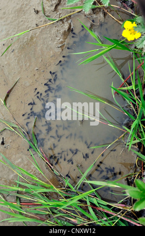 Natterjack toad, natterjack, British toad (Bufo calamita), Girini, Germania Foto Stock