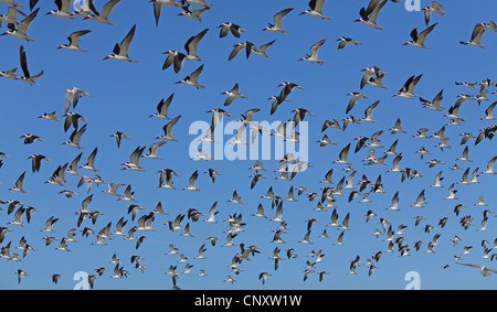 Nero (skimmer Rynchops niger), gregge battenti nella parte anteriore del cielo blu, STATI UNITI D'AMERICA, Florida Foto Stock