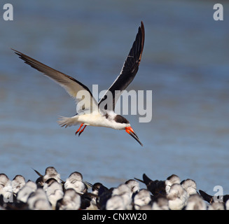 Nero (skimmer Rynchops niger), gregge volando sopra la colonia di allevamento al beach, Stati Uniti d'America, Florida Foto Stock