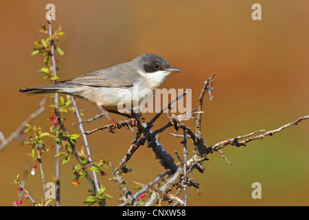 Orphean orientale trillo (Sylvia hortensis crassirostris), maschile seduto su un ramoscello, Turchia, Gaziantep, Durnalik Foto Stock