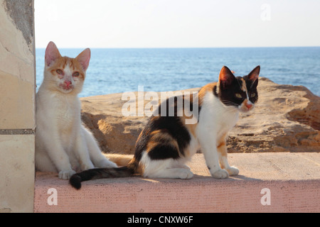 Il gatto domestico, il gatto di casa (Felis silvestris f. catus), due giovani gatti seduti al mare nell'ombra di una parete Foto Stock