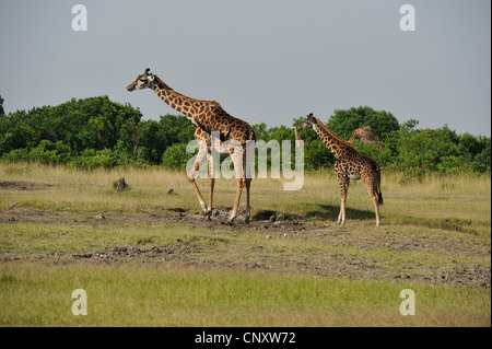 Maasai giraffa - Masai giraffe (Giraffa camelopardalis tippelskirchi) allevamento nella savana Masai Mara - Kenya - Africa orientale Foto Stock