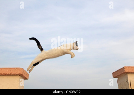 Il gatto domestico, il gatto di casa (Felis silvestris f. catus), jumping Foto Stock