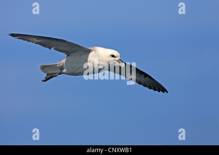 Northern fulmar (Fulmarus glacialis), volare, Islanda, Reykjanes Foto Stock