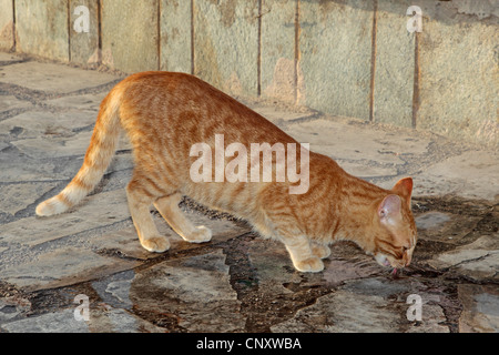 Il gatto domestico, il gatto di casa (Felis silvestris f. catus), bere nel porto di Agia Napa, Cipro Foto Stock