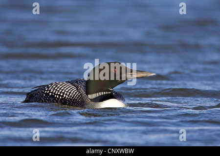 Great Northern diver (Gavia immer), nuoto, Islanda, Myvatn Foto Stock