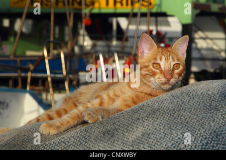 Il gatto domestico, il gatto di casa (Felis silvestris f. catus), giacenti sui rifiuti nel porto di Agia Napa, Cipro, Agia Napa Foto Stock