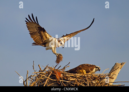 Osprey, pesce hawk (Pandion haliaetus), giovane la costruzione di un nido, STATI UNITI D'AMERICA, Florida Foto Stock