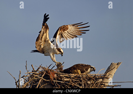 Osprey, pesce hawk (Pandion haliaetus), giovane la costruzione di un nido, STATI UNITI D'AMERICA, Florida Foto Stock