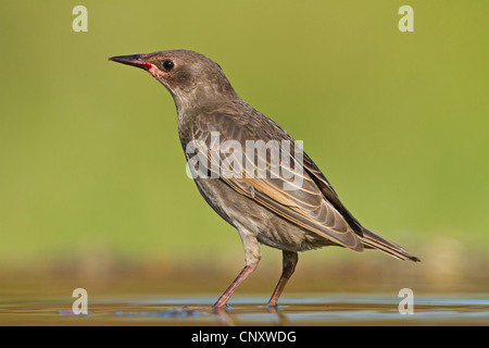 Starling comune (Sturnus vulgaris), giovane bird in piedi in acqua, in Germania, in Renania Palatinato Foto Stock