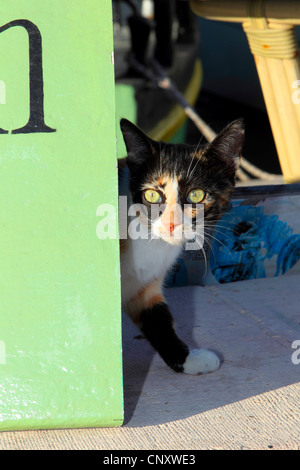 Il gatto domestico, il gatto di casa (Felis silvestris f. catus), spiata da dietro un segno, Cipro, Agia Napa Foto Stock