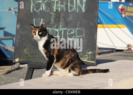 Il gatto domestico, il gatto di casa (Felis silvestris f. catus), presso il porto di Agia Napa, Cipro Foto Stock