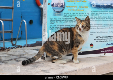 Il gatto domestico, il gatto di casa (Felis silvestris f. catus), nel porto, Cipro, Agia Napa Foto Stock