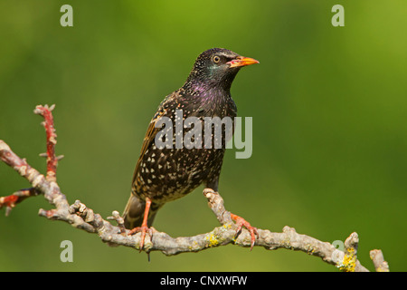 Starling comune (Sturnus vulgaris), seduto sul ramo, in Germania, in Renania Palatinato Foto Stock