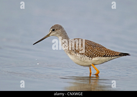 Maggiore (yellowlegs Tringa melanoleuca), in cerca di cibo in acque poco profonde, STATI UNITI D'AMERICA, Florida, Myakka River State Park Foto Stock