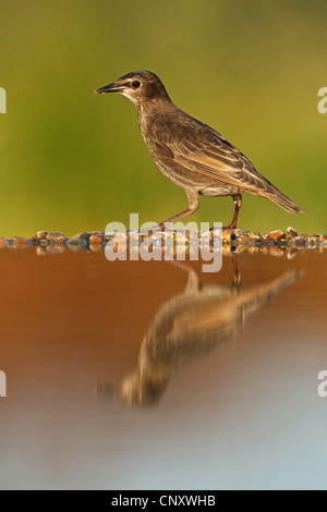 Starling comune (Sturnus vulgaris), giovane bird a bordo della vasca degli uccelli, in Germania, in Renania Palatinato Foto Stock