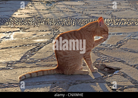 Il gatto domestico, il gatto di casa (Felis silvestris f. catus), seduto per terra in controluce leccare la zampa, Cipro Foto Stock