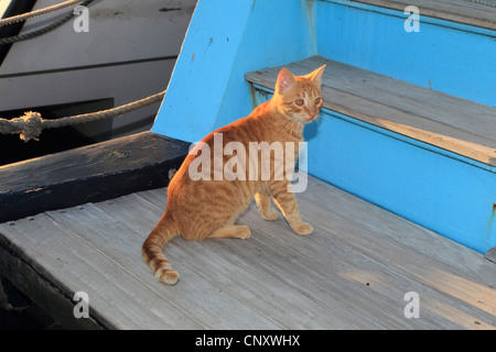 Il gatto domestico, il gatto di casa (Felis silvestris f. catus), seduta nella luce della sera su una barca fisching, Cipro, Agia Napa Foto Stock