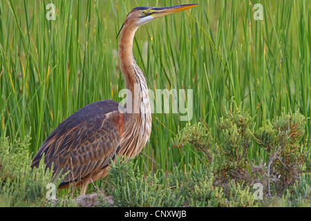 Airone rosso (Ardea purpurea), seduta in canna, Turchia, Silifke, Goeksu Delta, Silifke Foto Stock