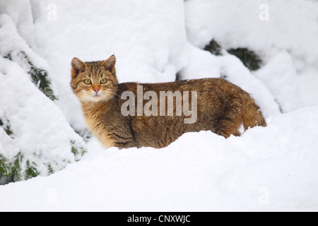 Gatto selvatico europeo, foresta gatto selvatico (Felis silvestris silvestris), nella neve, Germania Foto Stock