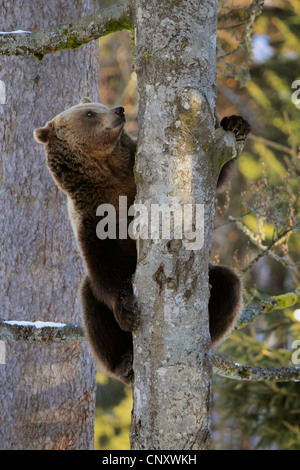 Unione l'orso bruno (Ursus arctos arctos), sedersi sulla struttura, Germania Foto Stock