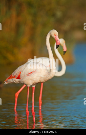 Fenicottero maggiore (Phoenicopterus roseus, Phoenicopterus ruber roseus), di due uccelli in piedi a fianco a fianco in acque poco profonde, Francia Provenza e Camargue Foto Stock