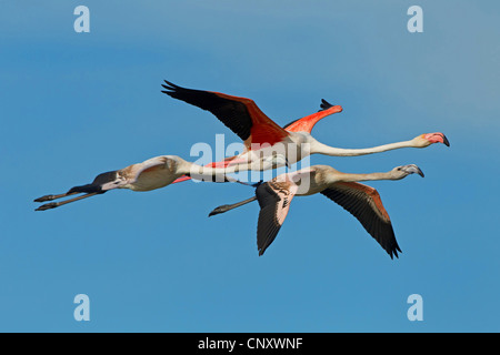 Fenicottero maggiore (Phoenicopterus roseus, Phoenicopterus ruber roseus), tre uccelli in volo, Francia Provenza e Camargue Foto Stock