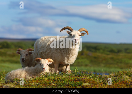 Icelandic Sheep (Ovis ammon f. aries), tre Icelandic Sheep, Islanda, Myvatn Foto Stock