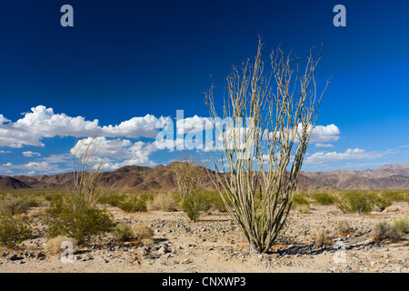 Ocotillo, Coachwhip, bastone di Giacobbe, vite Cactus (Fouquieria splendens), crescendo in semi desertica, Stati Uniti, California, Sonoran, Joshua Tree National Park Foto Stock