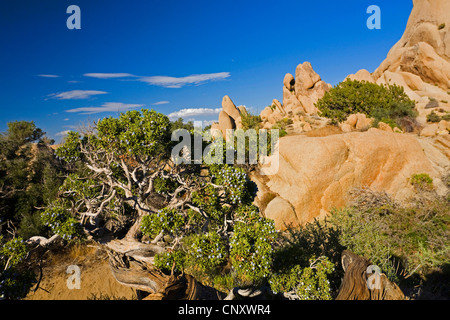 California ginepro (Juniperus californica), che cresce su rocce di granito, Stati Uniti, California, Mojave, Joshua Tree National Park Foto Stock