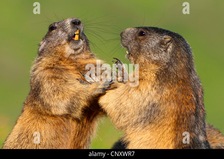 Alpine marmotta (Marmota marmota), due individui insieme giocando, Austria, Parco Nazionale Hohe Tauern Foto Stock