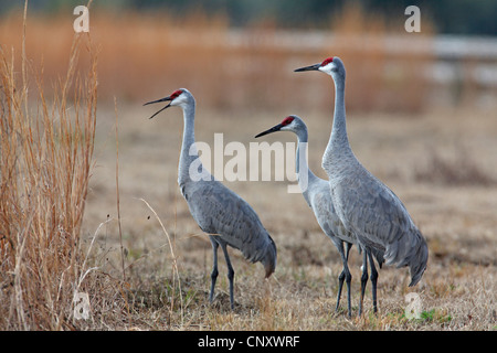 Sandhill gru (Grus canadensis), tre uccelli in piedi a fianco a fianco in un prato a secco, STATI UNITI D'AMERICA, Florida, Myakka NP Foto Stock