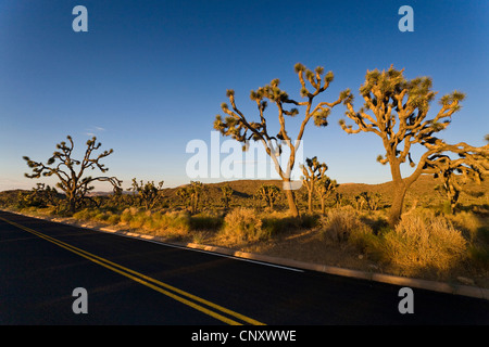 Joshua tree (Yucca brevifolia), nella luce della sera lungo una strada, Stati Uniti, California, Mojave, Joshua Tree National Park Foto Stock