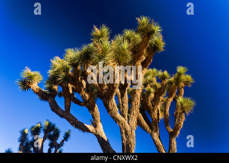 Joshua tree (Yucca brevifolia), contro il cielo blu, Stati Uniti, California, Mojave, Joshua Tree National Park Foto Stock