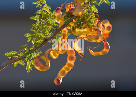 Catclaw acacia (acacia greggii), baccelli con semi in controluce, Stati Uniti, California, Mojave Foto Stock