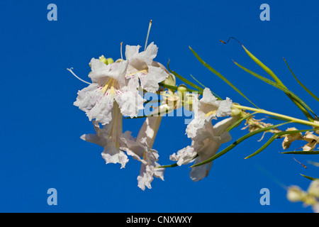 Desert Willow (Chilopsis linearis), bluehender zweig, Stati Uniti, California, Mojave Foto Stock