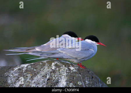 Arctic Tern (sterna paradisaea), coppia seduta su una roccia, Islanda, Sandgerdi Foto Stock