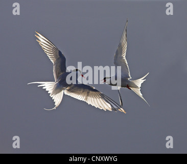 Arctic Tern (sterna paradisaea), volare e combattere, Islanda, Snaefellsnes Foto Stock