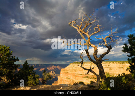 Albero morto al margine sud del Grand Canyon e thunderclouds, vista dal punto di Mohave di Hopi Point, STATI UNITI D'AMERICA, Arizona, il Parco Nazionale del Grand Canyon Foto Stock