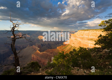 Albero morto al margine sud del Grand Canyon e thunderclouds, vista dal punto di Mohave di Hopi Point, STATI UNITI D'AMERICA, Arizona, il Parco Nazionale del Grand Canyon Foto Stock