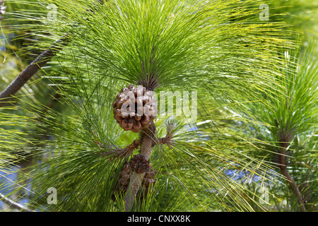 Close-up di una pigna circondato da aghi di pino in un pino Foto Stock