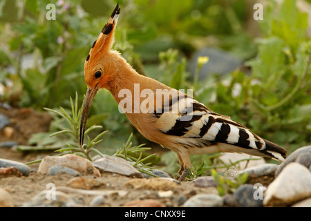 Upupa (Upupa epops), seduta sul suolo pietroso terreno in cerca di cibo, Turchia, Sanliurfa, Birecik Ghiaia, Birecik Foto Stock