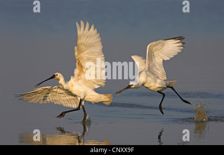 White spatola (Platalea leucorodia), per adulti e bambini, Paesi Bassi, Flevoland Foto Stock