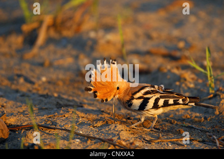 Upupa (Upupa epops), seduta sul suolo pietroso terreno in cerca di cibo, Turchia, Sanliurfa, Birecik Ghiaia, Birecik Foto Stock