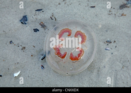 Luna jelly, comune medusa (Aurelia aurita), morto sulla spiaggia, Svezia, Falsterbo Foto Stock