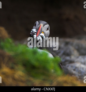 Atlantic puffin, comune puffin (Fratercula arctica), con pesci nel suo becco, Islanda, Vik, Kap Dyrholaey Foto Stock