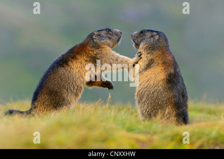 Alpine marmotta (Marmota marmota), state edificate permanente faccia a faccia in un pascolo alpino, Austria, Nationalpark Hohe Tauern, Heiligenblut Foto Stock