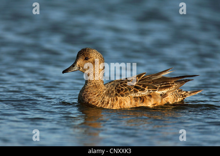 Wigeon europea (Anas penelope), nuoto femminile, Islanda, Myvatn Foto Stock