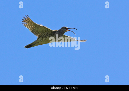 Whimbrel (Numenius phaeopus), volare e chiamando, Islanda, Snaefellsnes Foto Stock